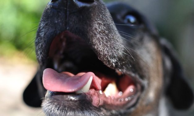 Dents saines, vie Saine : l&rsquo;importance cruciale de la santé bucco-dentaire pour nos chiens