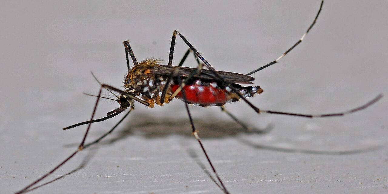 Microbes et moustiques : qui manipule qui ?