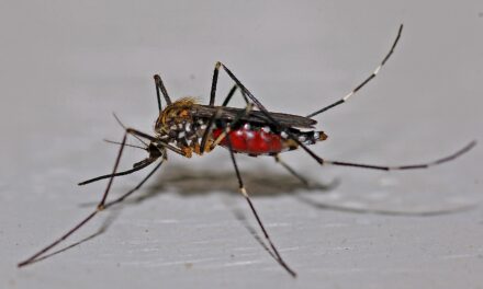 Microbes et moustiques : qui manipule qui ?