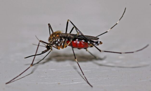 Microbes et moustiques : qui manipule qui ?