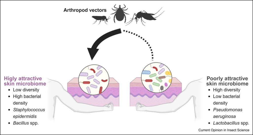 Schéma comparant un microbiome cutané très attractif et peu attractif pour les vecteurs arthropodes, en lien avec la diversité bactérienne et les espèces dominantes.